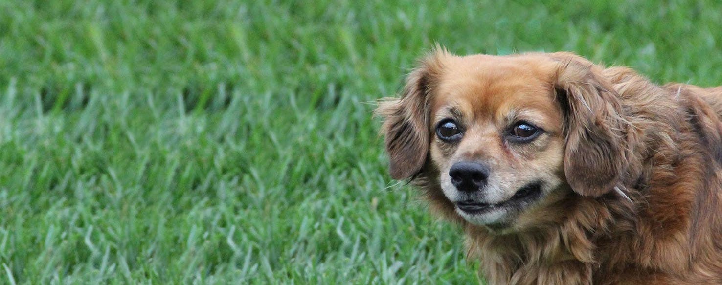 Dachshund lhasa apso store mix for sale